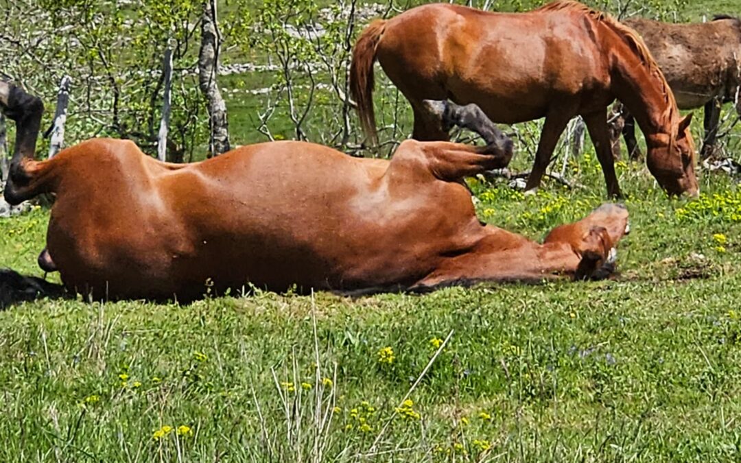 Un cheval heureux