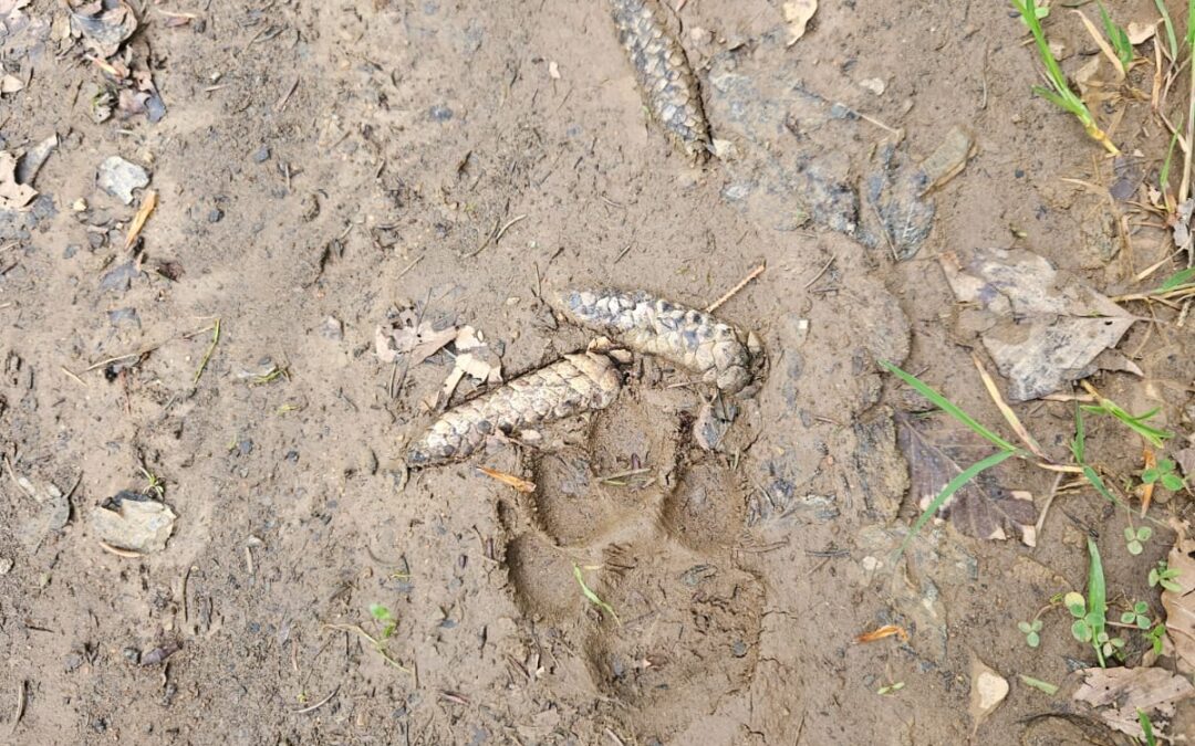 Lynx de Cernetroux