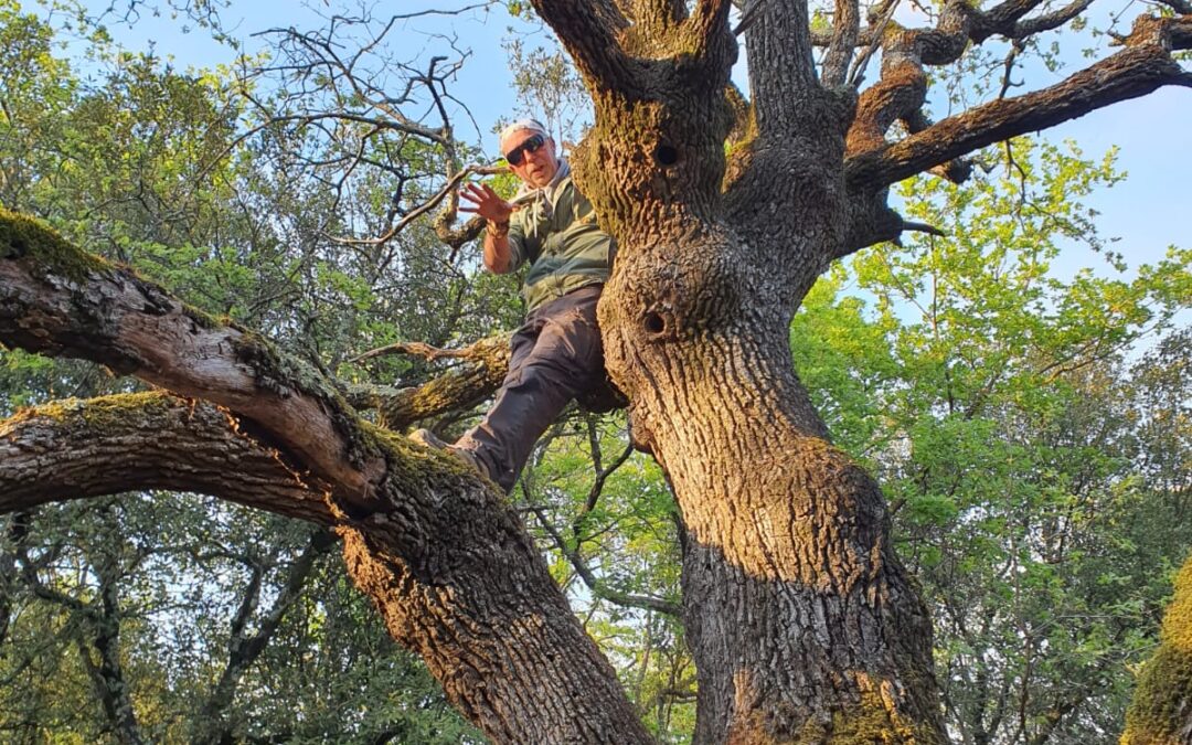 Faire communauté avec les arbres