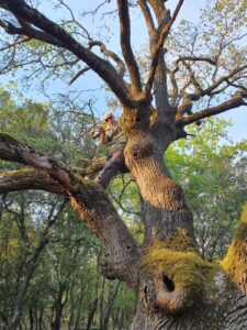 Faire société avec les arbres