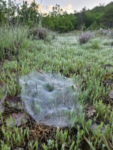 Toile tissée dans une pelouse sauvage